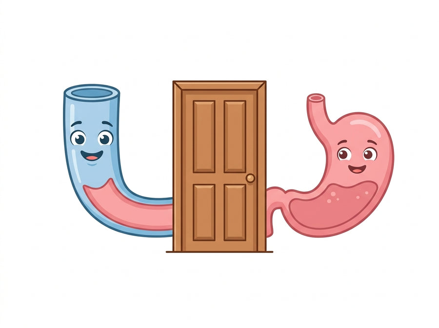 There’s a door between your stomach and your throat — and it’s a muscle