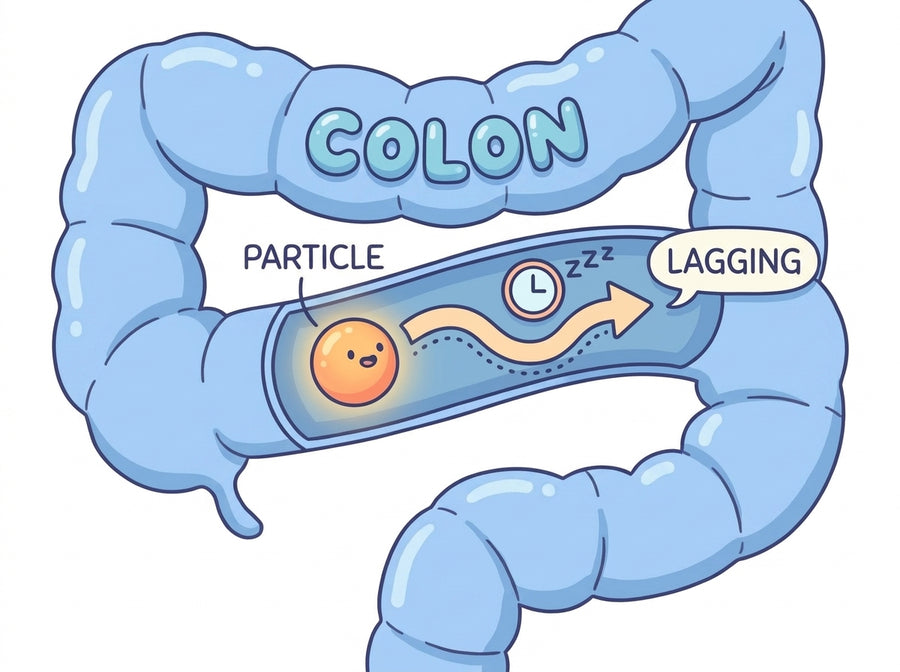 Your colon is a muscle — and a muscle runs on something